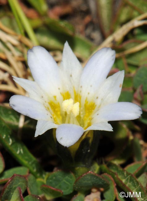 Gentiana boryi