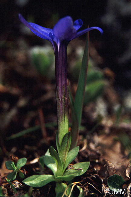 Gentiana brachyphylla