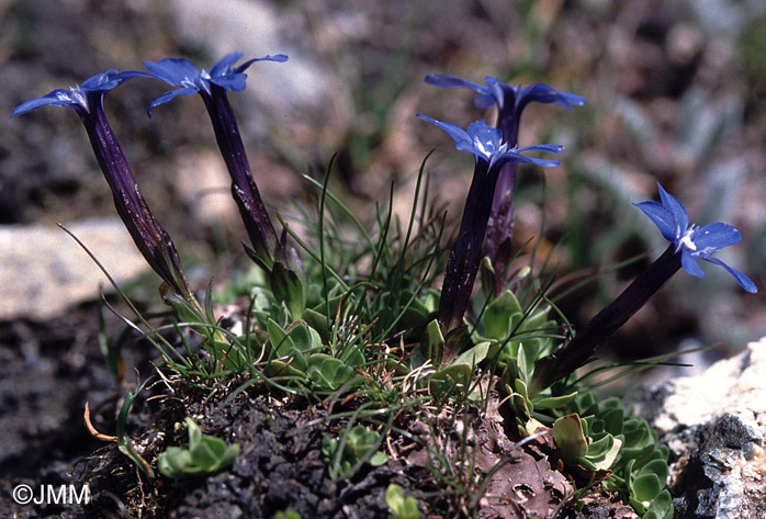 Gentiana brachyphylla