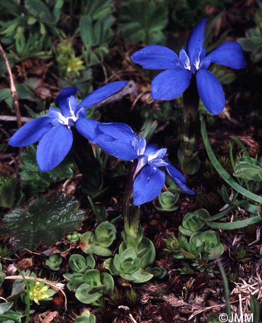 Gentiana brachyphylla