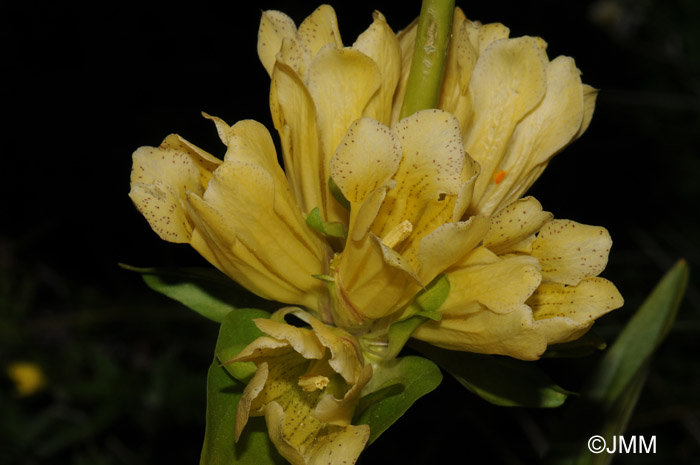 Gentiana burseri subsp. burseri