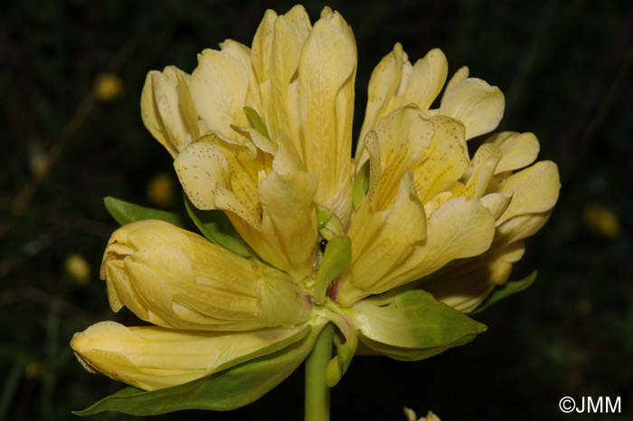 Gentiana burseri subsp. burseri