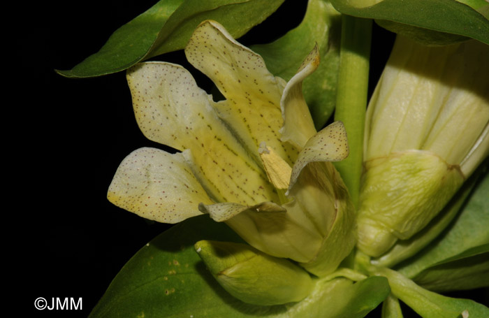 Gentiana burseri subsp. burseri