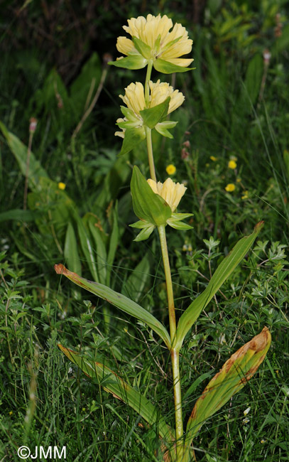 Gentiana burseri subsp. burseri