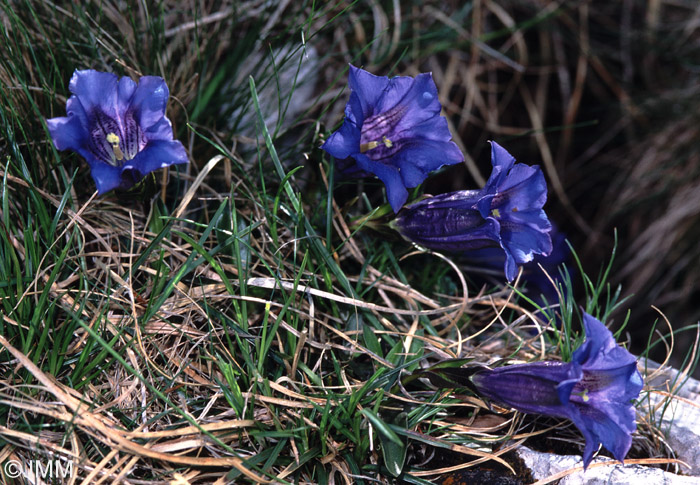 Gentiana clusii subsp. clusii