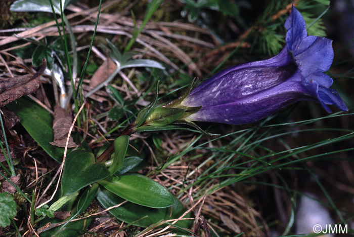 Gentiana clusii subsp. clusii