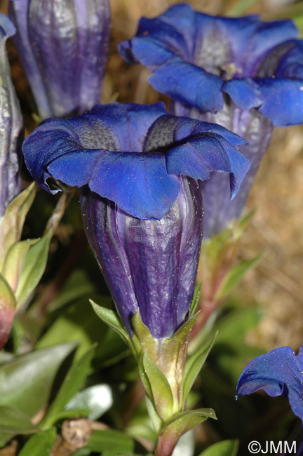 Gentiana clusii subsp. costei