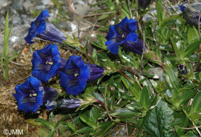 Gentiana clusii subsp. costei