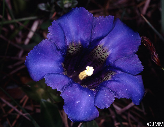 Gentiana occidentalis subsp. corbariensis