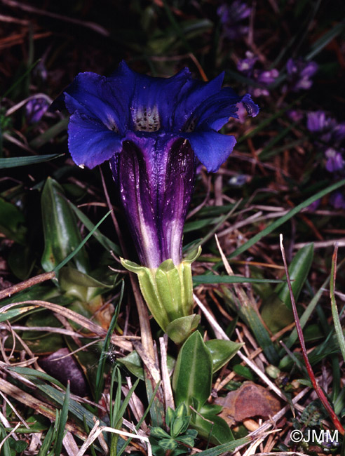 Gentiana occidentalis subsp. corbariensis