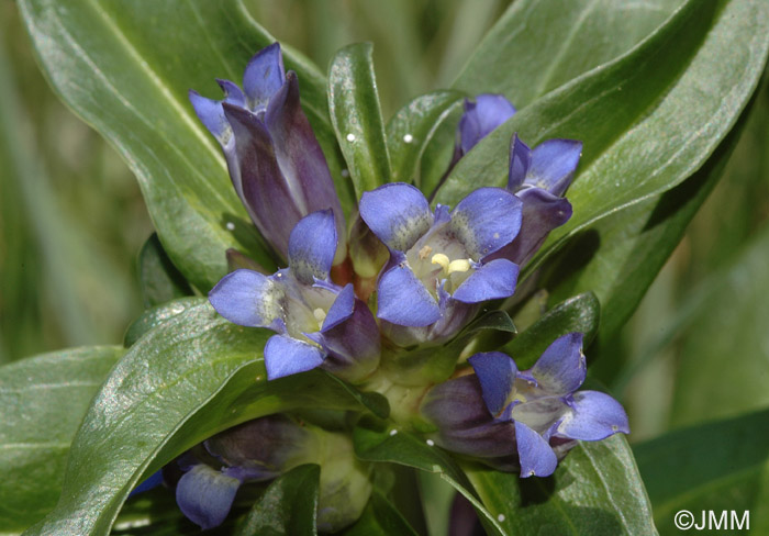 Gentiana cruciata