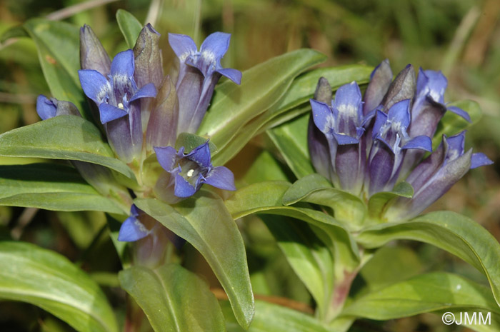 Gentiana cruciata