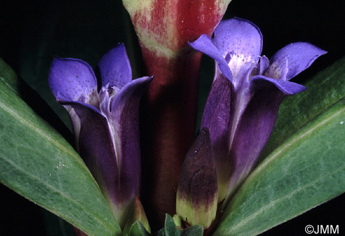 Gentiana cruciata