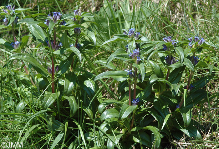 Gentiana cruciata