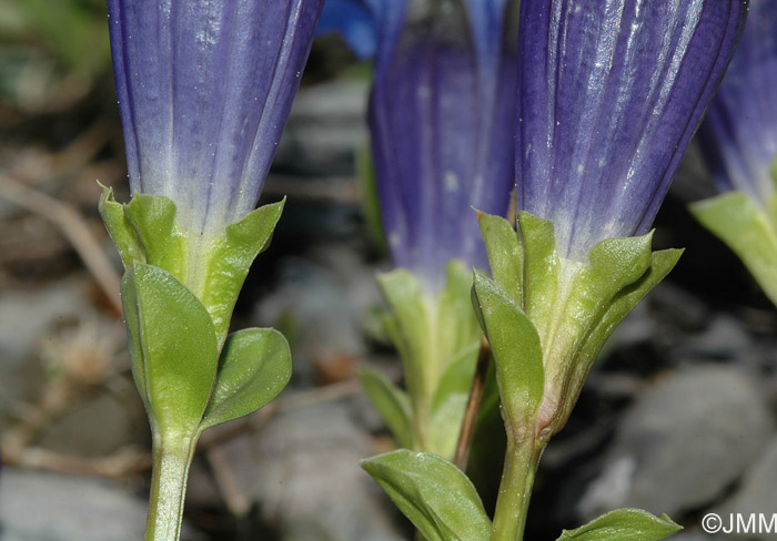 Gentiana ligustica