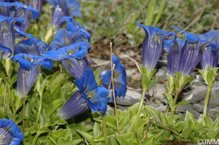 Gentiana ligustica