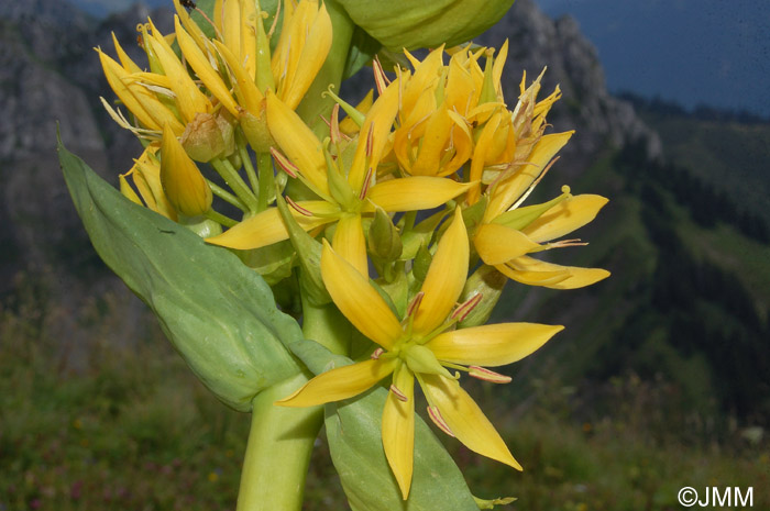 Gentiana lutea