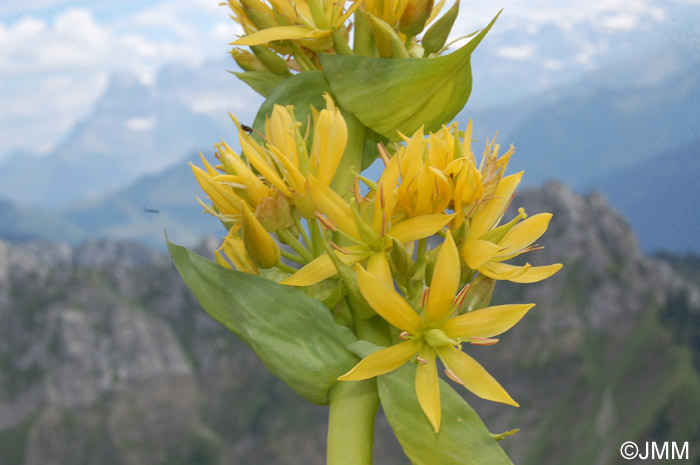 Gentiana lutea