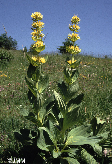 Gentiana lutea