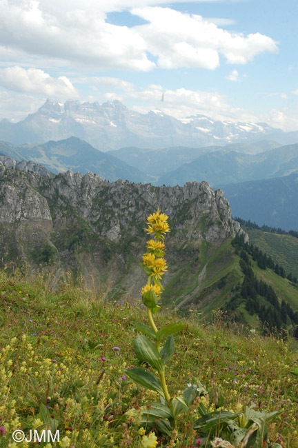 Gentiana lutea