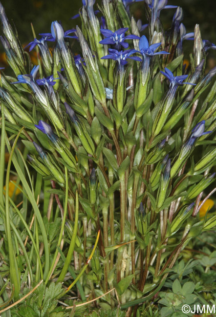 Gentiana nivalis