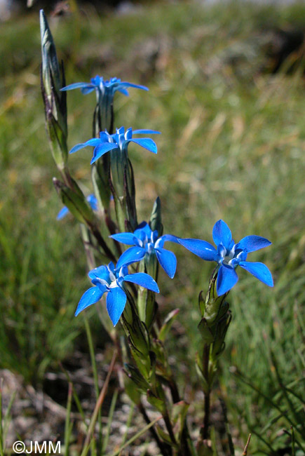 Gentiana nivalis