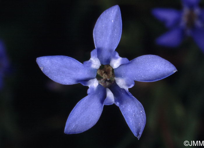 Gentiana nivalis