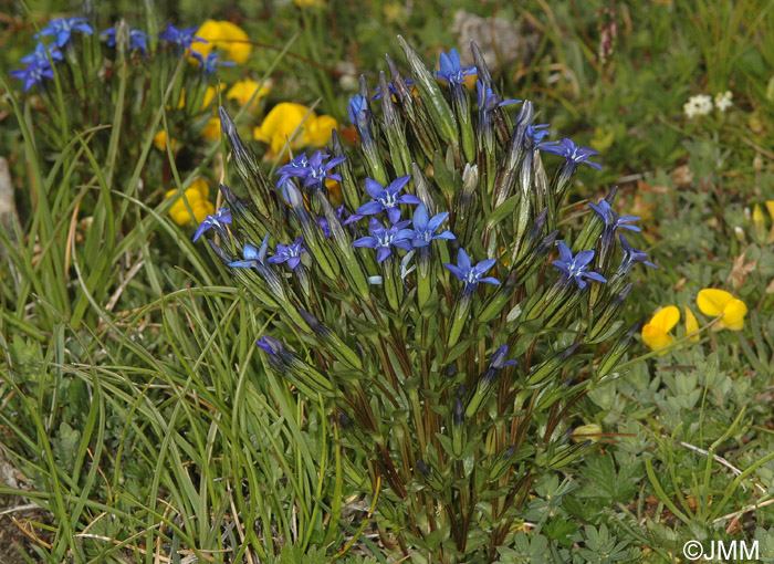 Gentiana nivalis