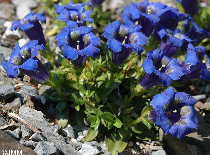 Gentiana occidentalis subsp. occidentalis