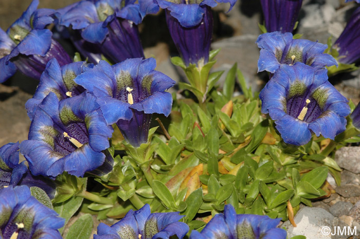 Gentiana occidentalis subsp. occidentalis