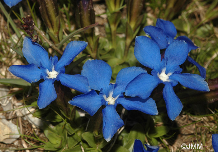 Gentiana orbicularis 