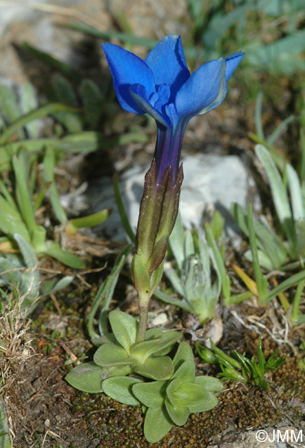 Gentiana orbicularis 