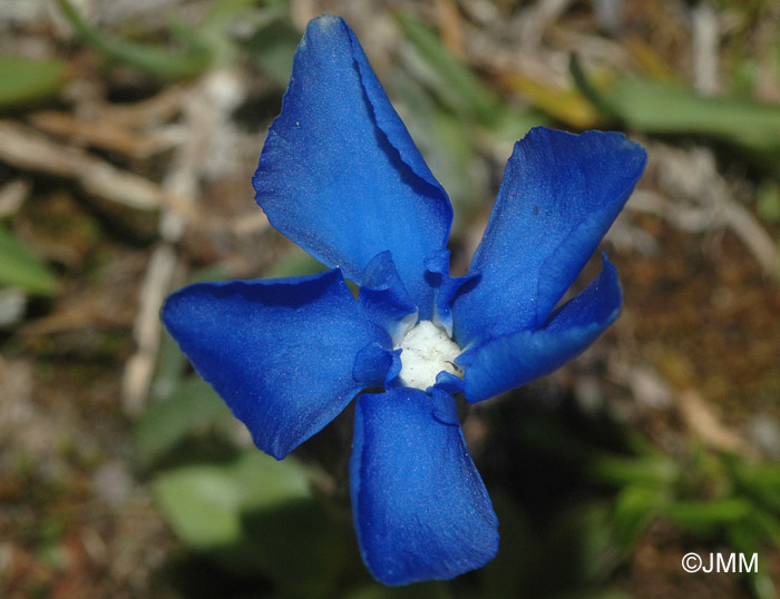 Gentiana orbicularis 