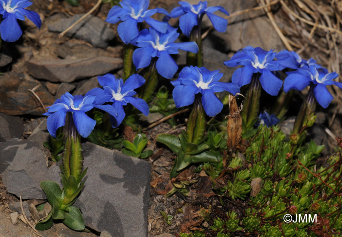 Gentiana orbicularis 