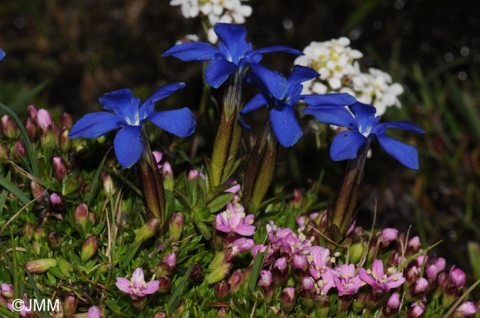 Gentiana orbicularis 