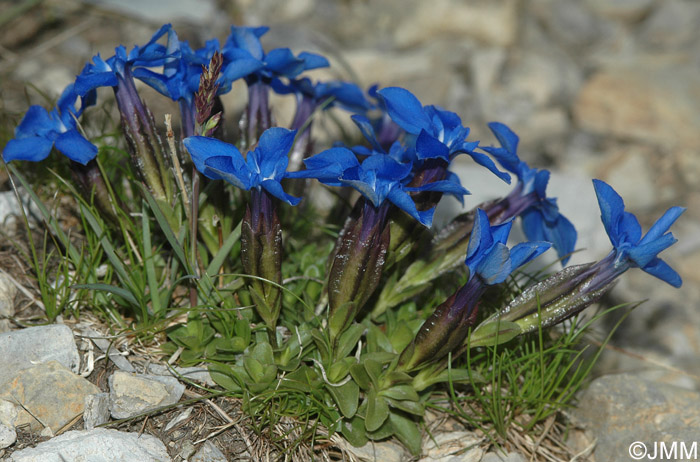 Gentiana orbicularis 