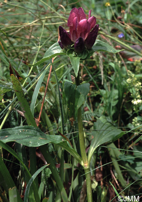 Gentiana pannonica