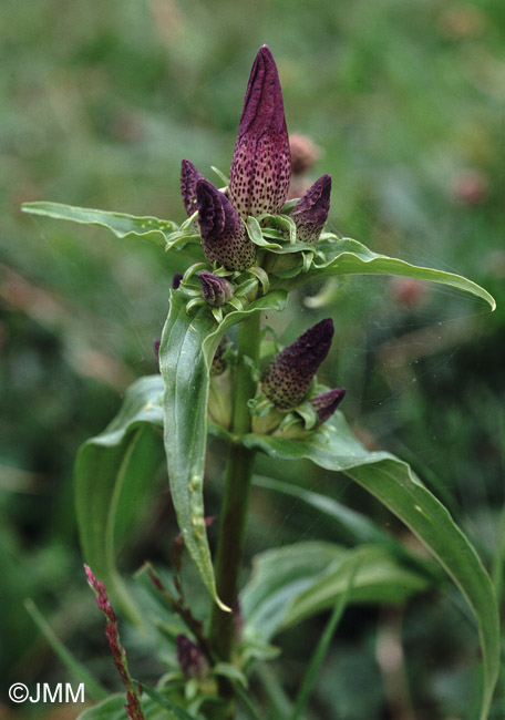 Gentiana pannonica