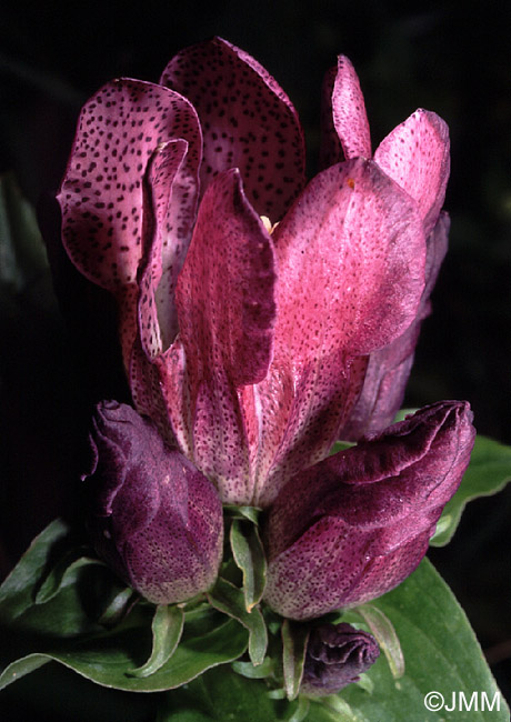 Gentiana pannonica