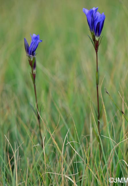 Gentiana pneumonanthe