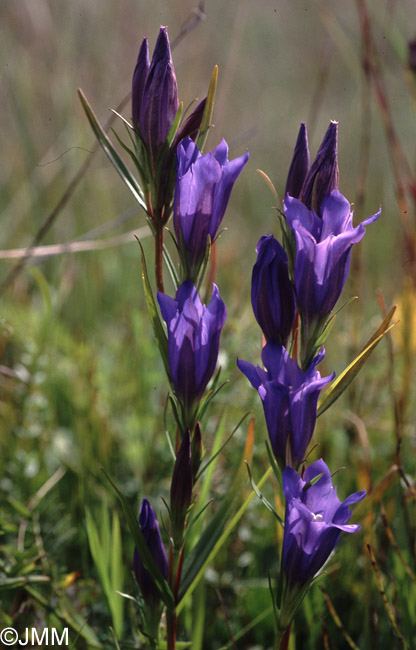 Gentiana pneumonanthe