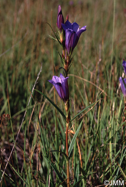 Gentiana pneumonanthe