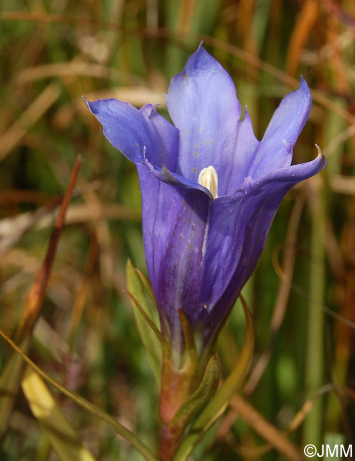 Gentiana pneumonanthe