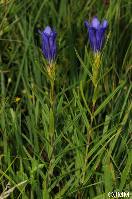 Gentiana pneumonanthe