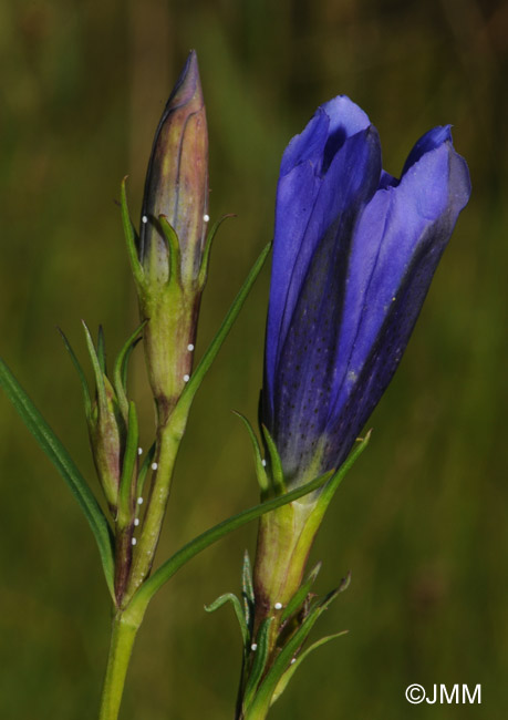 Gentiana pneumonanthe et ponte d'Azure des mouillres