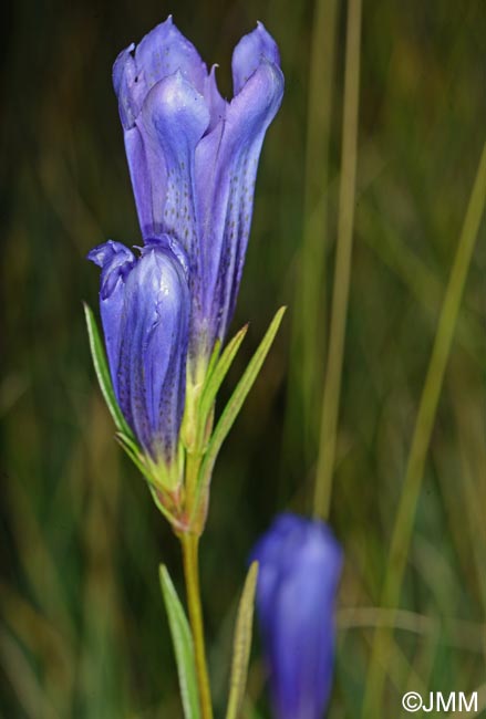 Gentiana pneumonanthe