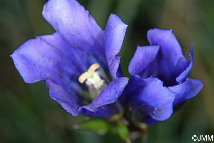 Gentiana pneumonanthe