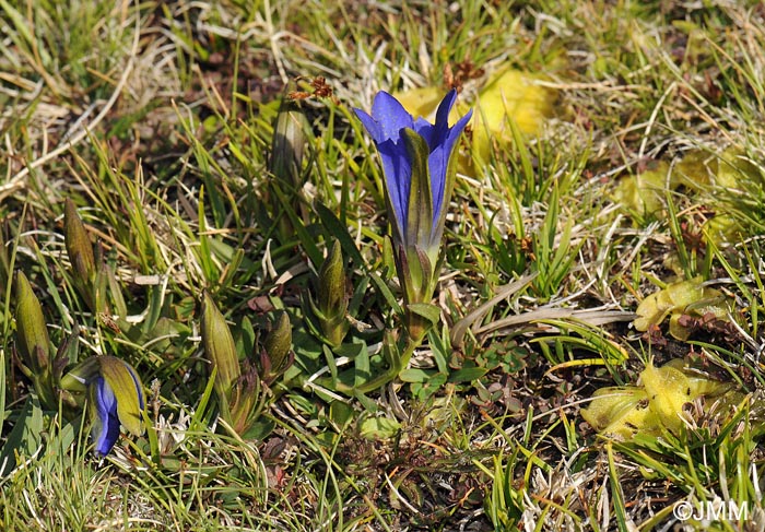 Gentiana pneumonanthe subsp. depressa & Pinguicula nevadensis