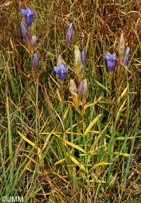 Gentiana pneumonanthe