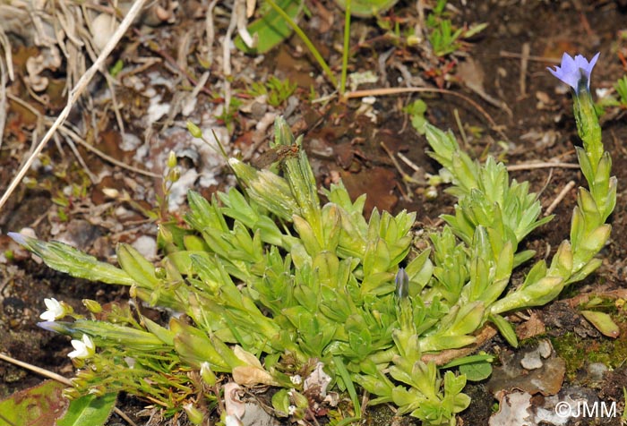 Gentiana prostrata